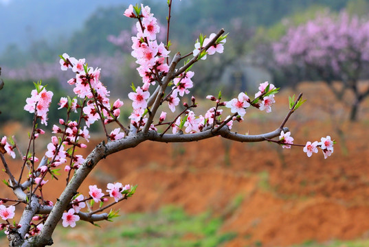 桃花 桃花园