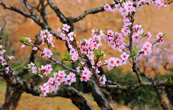 桃花 桃花园