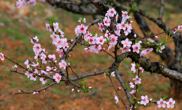 桃花 桃花园