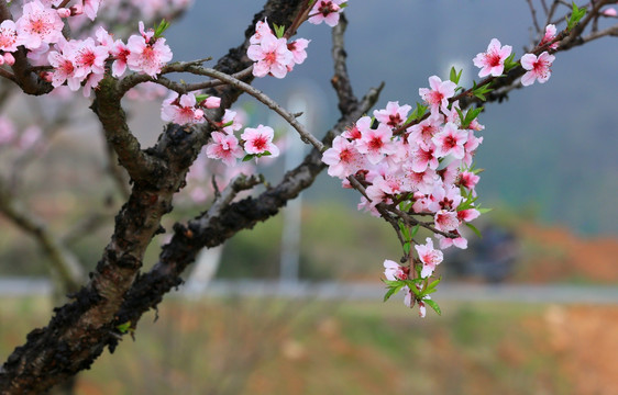 桃花 桃花园