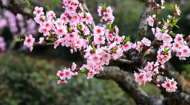 桃花盛开 桃花园