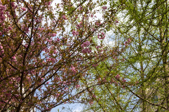 繁花满树