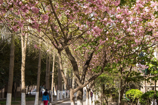 烂漫樱花树