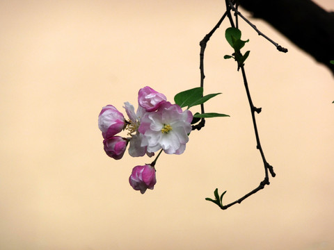 海棠花高清