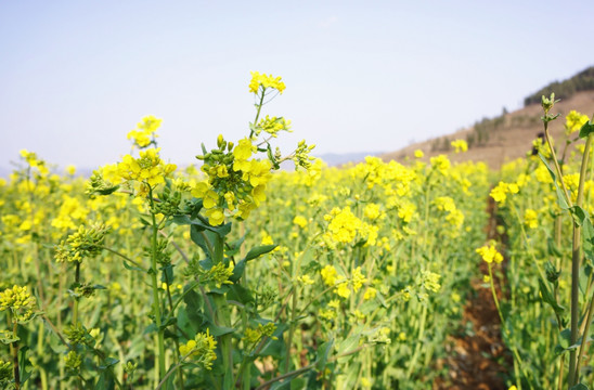 油菜花田