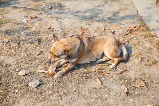 中華田園犬