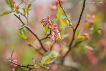 蓝莓花