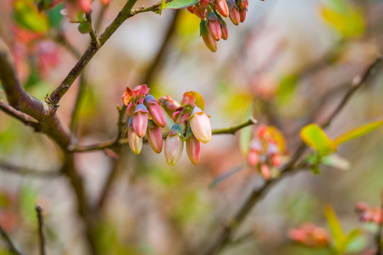 蓝莓花 蓝莓果