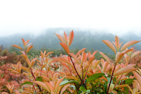 雨后青山