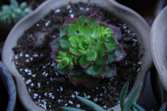 植物素材 干旱多肉植物 肉肉盆