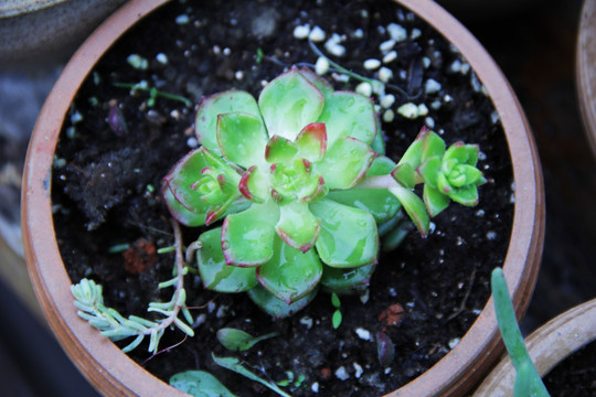 耐旱植物 多肉植物 家庭种植