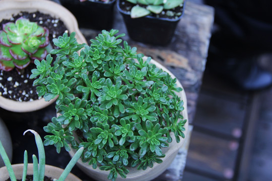 耐旱植物 多肉植物 家庭种植