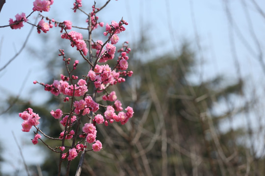 梅花