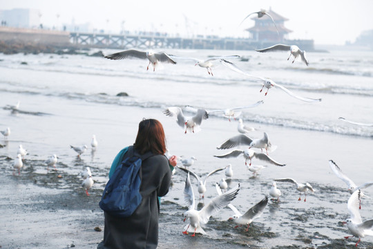 海鸥