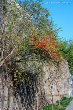 城墙 枯树 爬山虎