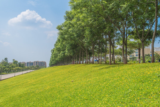 城市绿化