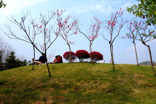 山头 休闲 草地 花草 园林