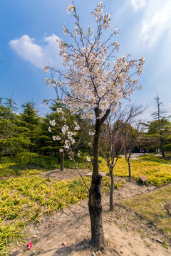 顾村公园樱花