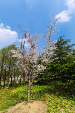 顾村公园樱花节