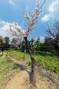 顾村公园樱树