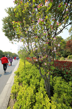 花 樱花