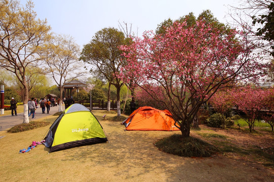 顾村公园樱花节