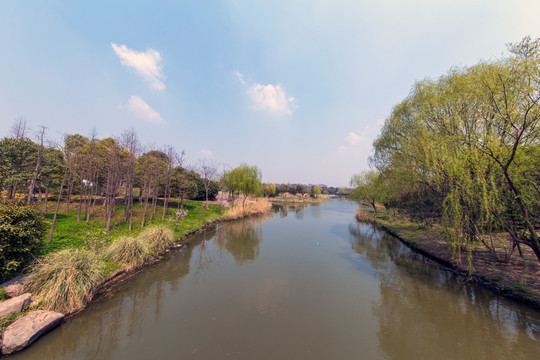 河岸柳树