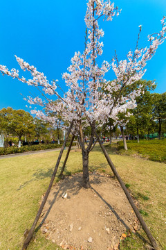 顾村公园樱花节