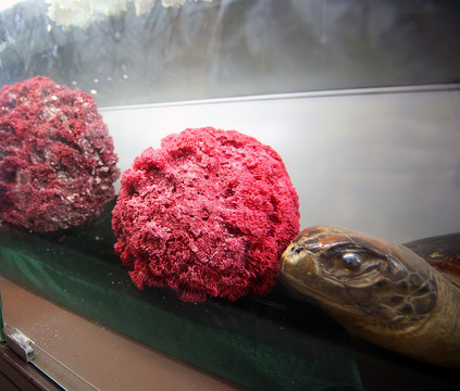 红珊蝴 海洋生物化石