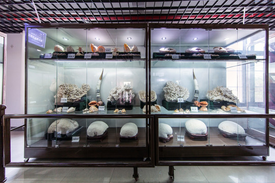 海洋系列古生物化石