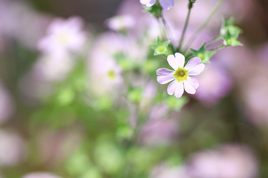 报春花