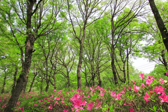 山花烂漫