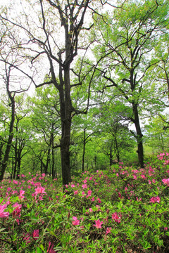 山花烂漫