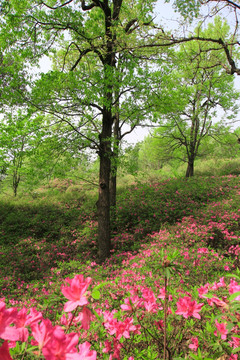 山花烂漫