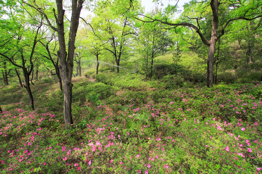 山花烂漫