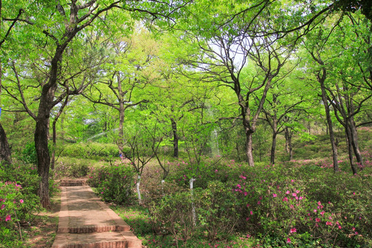 山花烂漫