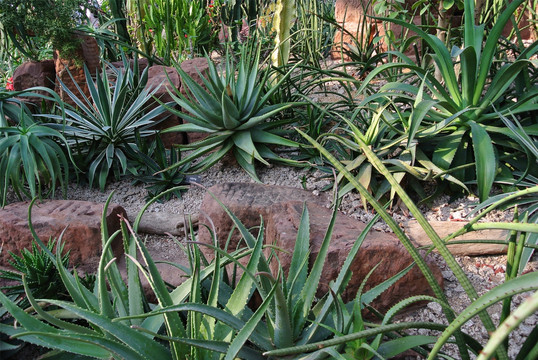 辰山植物园