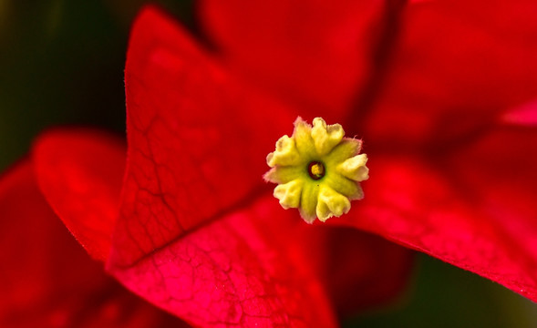 花卉