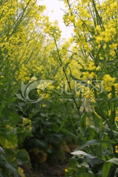 油菜花