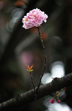 樱花争妍