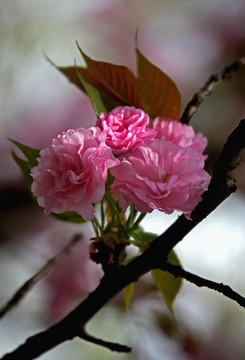 樱花争妍