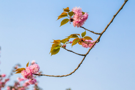 樱花