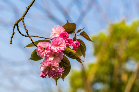 樱花