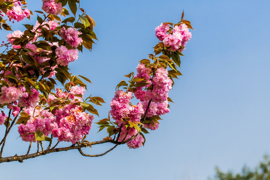 樱花