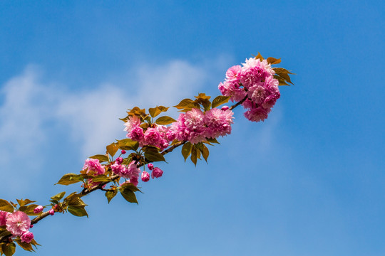 樱花