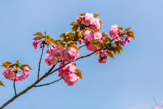 樱花