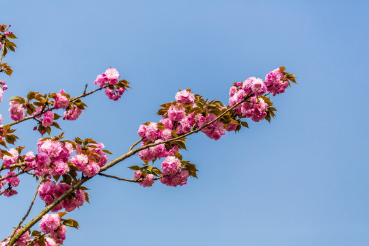 樱花