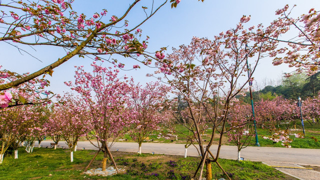 樱花