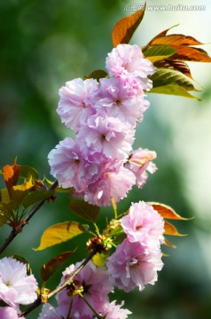 樱花