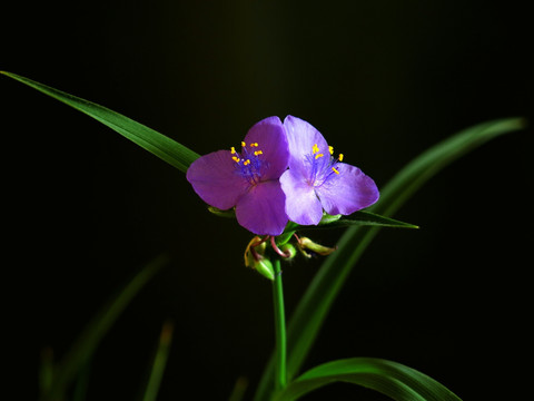 黑色背景兰花草